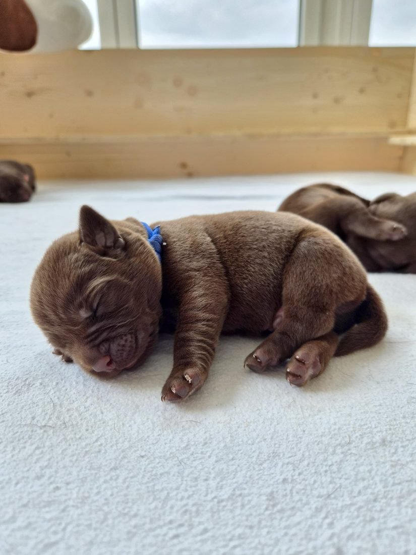 Schlafender Chocolate Labrador Welpe mit blauem Halsband, Nahaufnahme des Gesichts