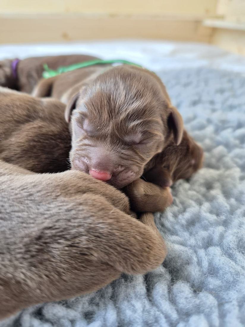 Schlafender Chocolate Labrador Welpe mit grünem Halsband
