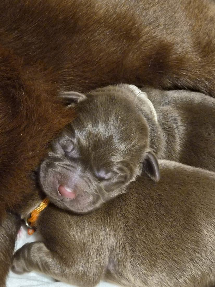 Neugeborener Chocolate Labrador Welpe mit weißem Halsband an der Seite der Mutter