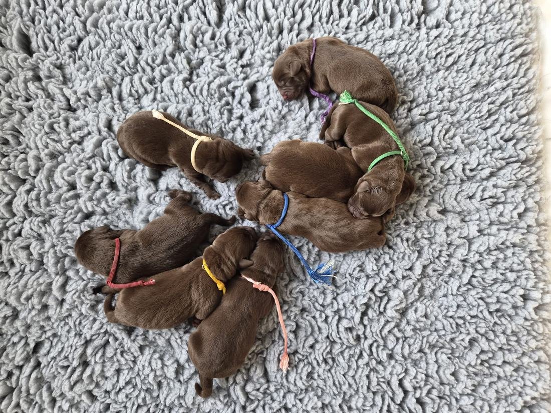 Alle acht neugeborenen Chocolate Labrador Welpen mit bunten Halsbändern auf einer weichen Decke